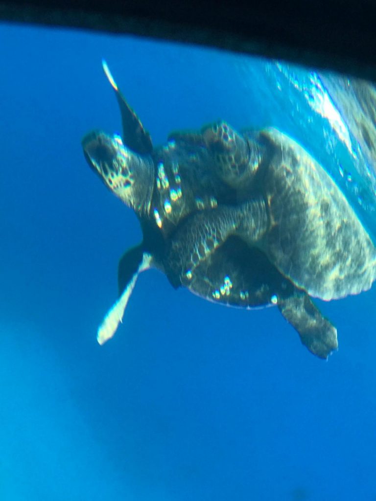 atlantis turtle watching cruise paphos price